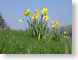 SD02daffodils.jpg Flora Flora - Flower Blossoms yellow green spring