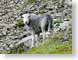 SDSfuzzyEwe.jpg Fauna stones rocks photography sheep lambs mammals animals