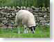 SDSlawnmower.jpg Fauna grass stones rocks wall photography sheep lambs mammals animals