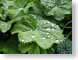 SDSmorningDew.jpg Flora leaves leafs green closeup close up macro zoom dew water