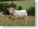 SDbull.jpg Fauna grass green cattle cows bulls steer mammals animals