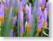 SDcrocus.jpg Flora Flora - Flower Blossoms closeup close up macro zoom photography