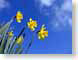 SDdaffodils.jpg Flora Flora - Flower Blossoms yellow green spring