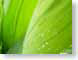 SEfreesiaDrops.jpg Flora green closeup close up macro zoom rain drops raindrops water droplets photography