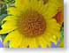 SFsunflower.jpg Flora Flora - Flower Blossoms yellow closeup close up macro zoom photography
