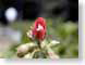 SHbud.jpg Flora Flora - Flower Blossoms green red