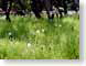 SHdandelions.jpg Flora Flora - Flower Blossoms grass green