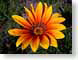 SJflos.jpg Flora Flora - Flower Blossoms green orange