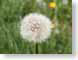 SMCdandelion.jpg Flora Flora - Flower Blossoms grass green closeup close up macro zoom photography
