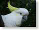 SMDcockatoo.jpg Fauna birds avian animals closeup close up macro zoom photography