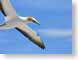 SMDgannet.jpg Fauna Sky birds avian animals photography