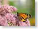 SMbutterfly.jpg Fauna insects bugs Flora - Flower Blossoms closeup close up macro zoom pink photography