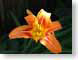 SMlily.jpg Flora Flora - Flower Blossoms yellow green red orange rain drops raindrops water droplets lily lilly lilies lillies
