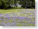 SP02bluebonnets.jpg Flora - Flower Blossoms Landscapes - Nature texas photography