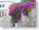 SP2bougainvillea.jpg Flora - Flower Blossoms photography city urban