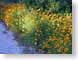 SPbrightTickseed.jpg Flora - Flower Blossoms photography yellow