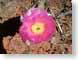 SPcactusBloom.jpg Flora Flora - Flower Blossoms cactus closeup close up macro zoom pink photography