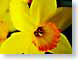 SPdaffodil.jpg Flora Flora - Flower Blossoms yellow
