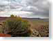 SPdesertColors.jpg Flora - Flower Blossoms colors colours yellow Landscapes - Rural nevada photography