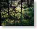 SPfairies.jpg Flora grass photography tree branches