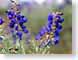 SPgrandStaircase.jpg Flora - Flower Blossoms photography closeup close up macro zoom utah purple lavendar lavender