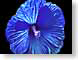SPhibiscus.jpg Flora Flora - Flower Blossoms indigo blue