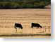 SPhonestCattle.jpg Fauna farm grass Landscapes - Rural cattle cows bulls steer mammals animals photography