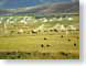 SPidahoCattle.jpg Fauna grass Landscapes - Rural cattle cows bulls steer mammals animals photography pasture lands