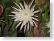 SPnightBloom.jpg Flora white Flora - Flower Blossoms photography