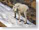 SPsnowKid.jpg Fauna snow white goats mammals animals photography