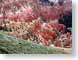 SPtipsInSunlite.jpg desert canyon Landscapes - Nature photography red rock
