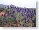 SPutahGreatColor.jpg Flora - Flower Blossoms photography desert indigo blue