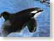 SSorca.jpg Fauna mammals animals water sealife blue