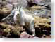 SWoneGoat.jpg Fauna white stones rocks goats mammals animals