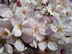 SakuraOne.jpg Flora Flora - Flower Blossoms