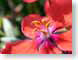 TApurpleImpatien.jpg Flora Flora - Flower Blossoms yellow red photography