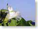 TAtrumpet.jpg Flora white Flora - Flower Blossoms green photography