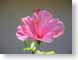 TCDhibiscus.jpg Flora Flora - Flower Blossoms pink