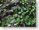 THPestwurz.jpg Flora key lime green keylime Flora - Flower Blossoms nature