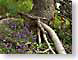 THbrambruesch.jpg Flora key lime green keylime Flora - Flower Blossoms yellow trees forest woods woodlands purple lavendar lavender