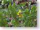 THfarn.jpg Flora key lime green keylime nature ferns