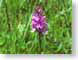 THknabenkraut.jpg Flora key lime green keylime Flora - Flower Blossoms nature grass