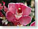 THorchideeMainau.jpg Flora Flora - Flower Blossoms