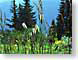 THspitzwegerich.jpg Flora key lime green keylime Flora - Flower Blossoms nature