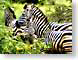 TKzebras.jpg Fauna mammals animals african