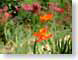 TLmonetsFlower.jpg Flora Flora - Flower Blossoms grass green orange