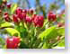 TMU01floral.jpg Flora Flora - Flower Blossoms green red photography