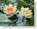 TMU01lilyFlowers.jpg Flora - Flower Blossoms photography closeup close up macro zoom green pink yellow