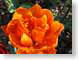 TMU01orange.jpg Flora - Flower Blossoms photography closeup close up macro zoom