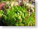 TMU01succulents.jpg Flora green closeup close up macro zoom photography